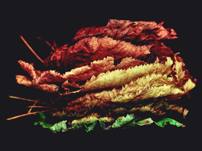 FinTech Growth Capital